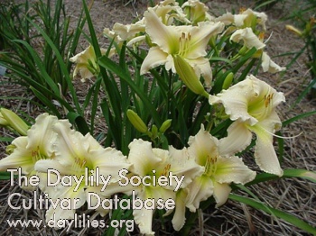 Daylily Just Friends
